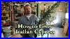 How-To-Grow-Italian-Cypress-Mediterranean-Cypress-With-A-Detailed-Description-01-exb